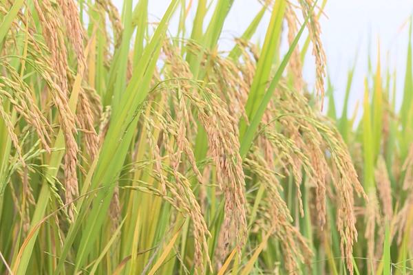 (TTV) Nông nghiệp Sơn Dương hướng tới mục tiêu đạt 2.780 tỷ đồng