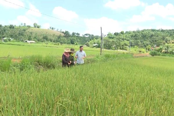 (TTV) Người Tuyên Quang ở Đắk Nông