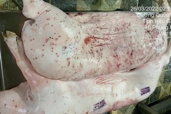 Thông tin mới về kiểm dịch sai sản phẩm lợn bệnh của Công ty C.P. Việt Nam