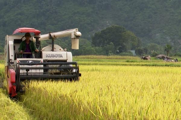 (TTV) Lâm Bình tập trung thu hoạch cây trồng vụ xuân