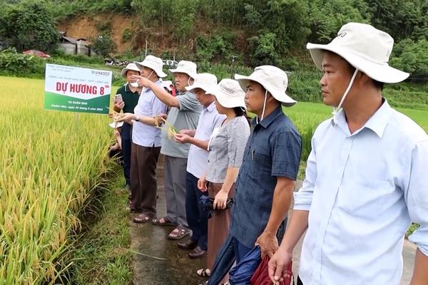 (TTV) Hiệu quả các mô hình sản xuất giống lúa mới
