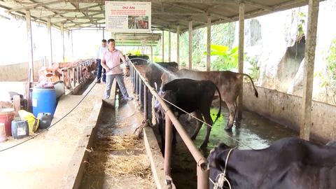 TUYÊN QUANG PHÁT TRIỂN CHĂN NUÔI TUẦN HOÀN