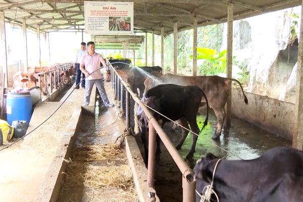 TUYÊN QUANG PHÁT TRIỂN CHĂN NUÔI TUẦN HOÀN