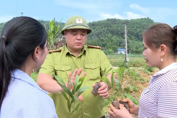 (TTV) Hàm Yên đẩy nhanh tiến độ trồng rừng