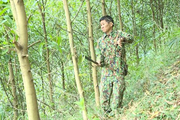 (TTV) Gia tăng giá trị rừng gỗ lớn