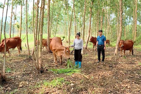(TTV) Đồng hành cùng hội viên vượt khó làm giàu
