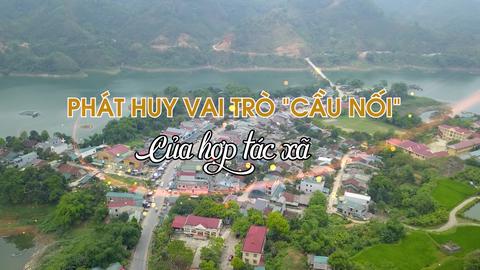 PHÁT HUY VAI TRÒ "CẦU NỐI" CỦA HỢP TÁC XÃ (23-6-2025)