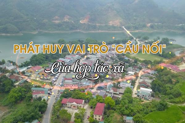 PHÁT HUY VAI TRÒ "CẦU NỐI" CỦA HỢP TÁC XÃ (23-6-2025)
