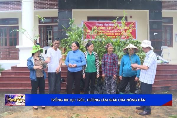 (TTV) Trồng tre lục trúc, hướng làm giàu của nông dân