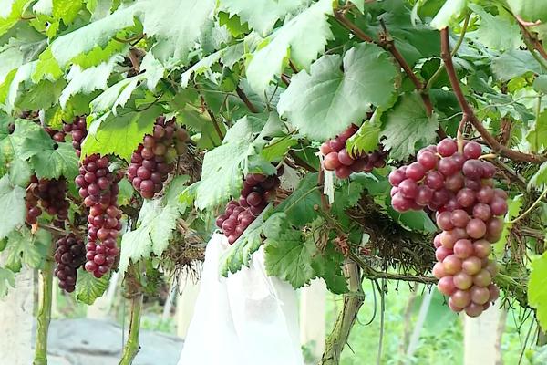 (TTV) Sản xuất nông nghiệp an toàn