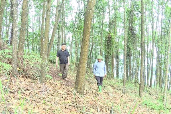 (TTV) HÀM YÊN PHÁT HUY HIỆU QUẢ KINH TẾ LÂM NGHIỆP