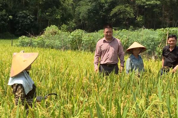 LÚA TẺ NƯƠNG HÀ GIANG KHẲNG ĐỊNH THƯƠNG HIỆU TRÊN THỊ TRƯỜNG