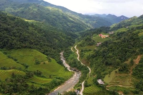 (TTV) Ứng dụng khoa học công nghệ trong bảo tồn chè Shan tuyết cổ thụ Cao Bồ