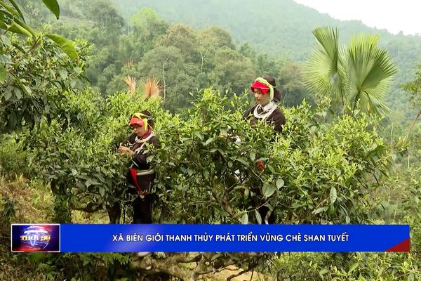 (TTV) Xã biên giới Thanh Thủy phát triển vùng chè Shan tuyết