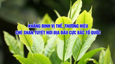 KHẲNG ĐỊNH VỊ THẾ, THƯƠNG HIỆU CHÈ SHAN TUYẾT NƠI ĐỊA ĐẦU CỰC BẮC CỦA TỔ QUỐC