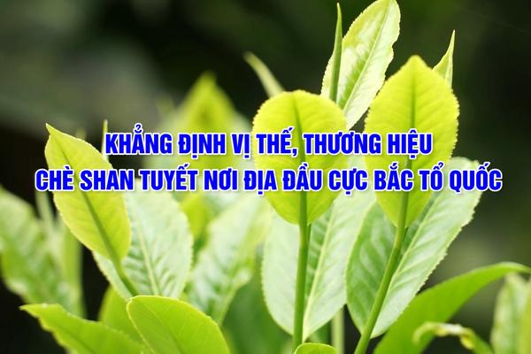 KHẲNG ĐỊNH VỊ THẾ, THƯƠNG HIỆU CHÈ SHAN TUYẾT NƠI ĐỊA ĐẦU CỰC BẮC CỦA TỔ QUỐC
