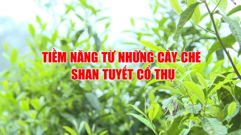 TIỀM NĂNG TỪ NHỮNG CÂY CHÈ SAN TUYẾT CỔ THỤ (30-7-2025)