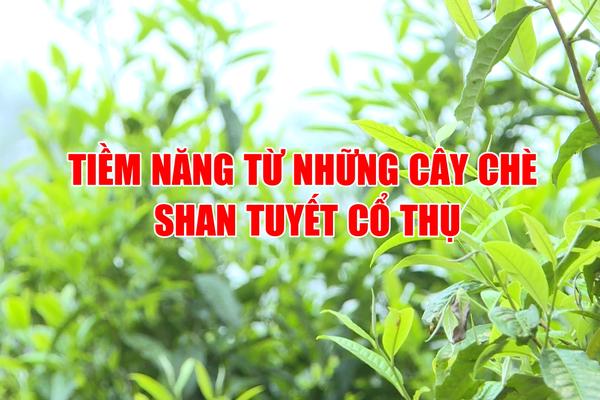 TIỀM NĂNG TỪ NHỮNG CÂY CHÈ SAN TUYẾT CỔ THỤ (30-7-2025)