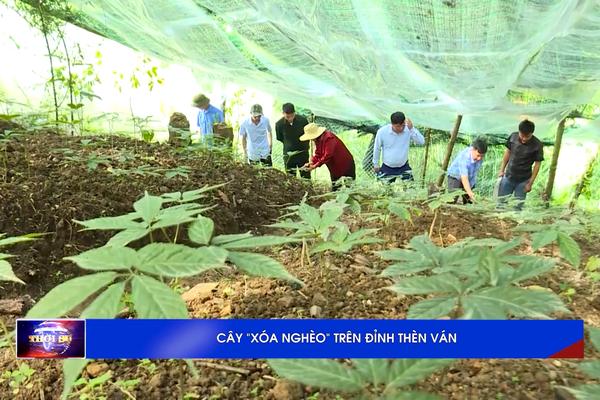 (TTV) Cây “xóa nghèo” trên đỉnh Thèn Ván
